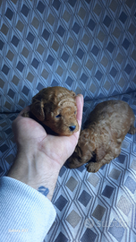 Mini toy (miniatura garantiti anche a rate)