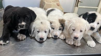 Cuccioli pastore dell'Asia centrale