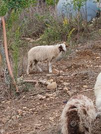 Agnello