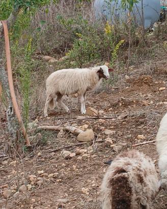 Agnello
