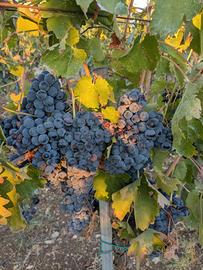 UVA AGLIANICO TAURASI DOC CERTIFICATA - VENTICANO
