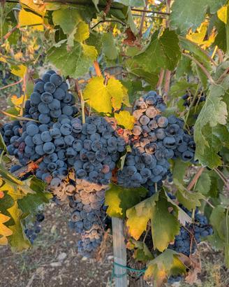 UVA AGLIANICO TAURASI DOC CERTIFICATA - VENTICANO