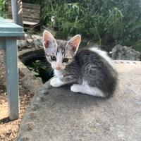 Gattine di circa 2 mesi svezzati