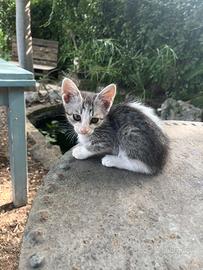 Gattine di circa 2 mesi svezzati