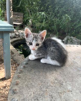 Gattine di circa 2 mesi svezzati