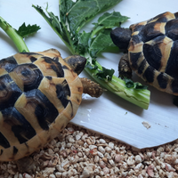 Tartarughe di terra