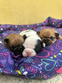 Bulldog Francese