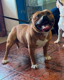 Staffordshire Bull terrier