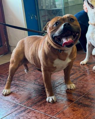 Staffordshire Bull terrier