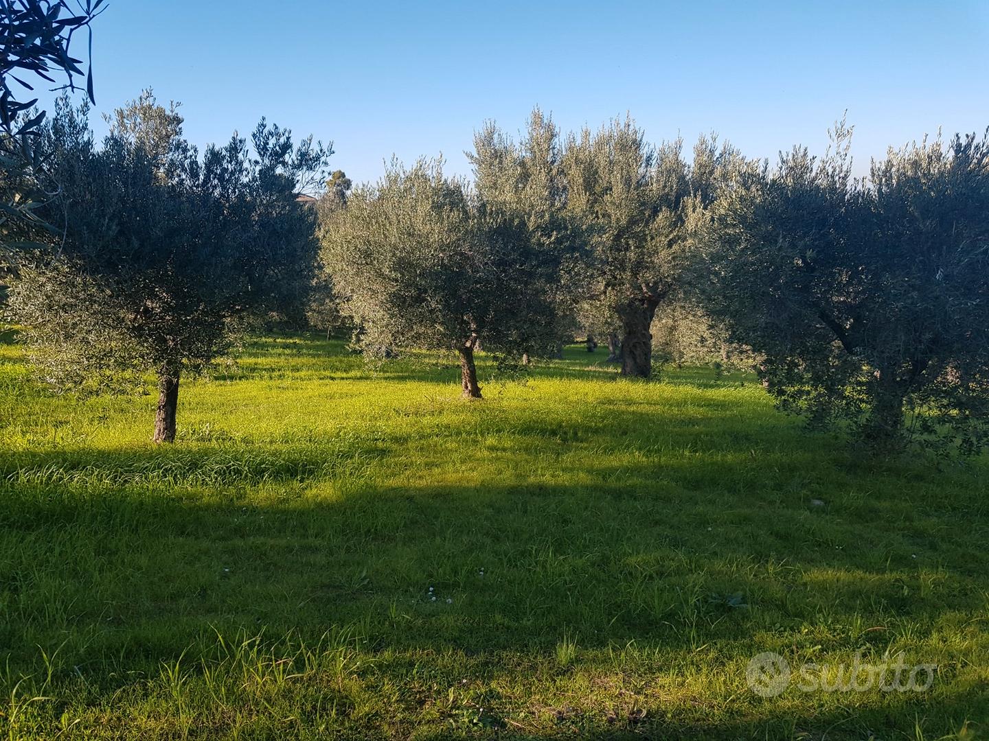 Roseto degli Abruzzi rustico e terreno edificabile - Vista 4