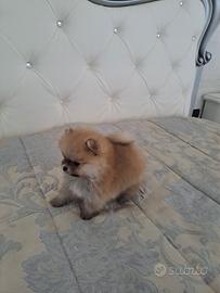 Spitz pomerania toy