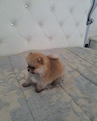 Spitz pomerania toy