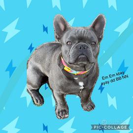 Bulldog francese per monta