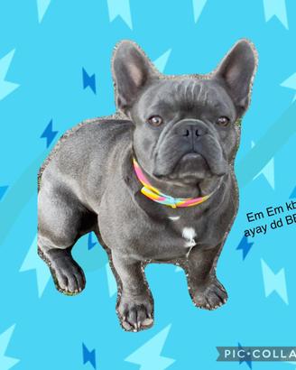 Bulldog francese per monta