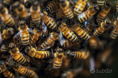 Sciami di ape ligustica