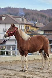 Cavallo Argentino