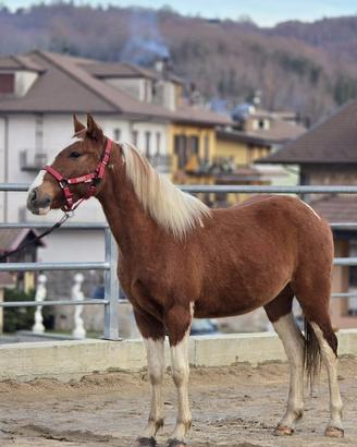 Cavallo Argentino