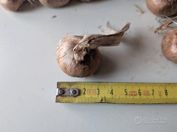 Bulbi di Zafferano (Crocus sativus)– Calibro 10/11