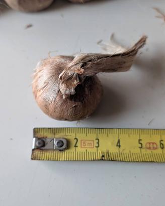Bulbi di Zafferano (Crocus sativus)– Calibro 10/11