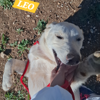 Simil LABRADOR