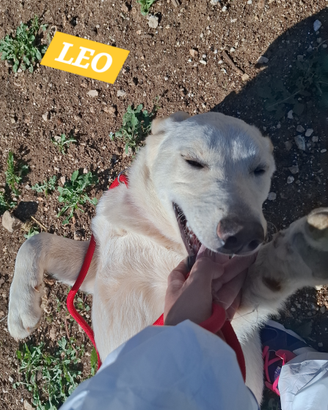 Simil LABRADOR