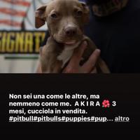 Cucciola pitbull Rednose allevamento