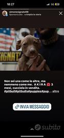 Cucciola pitbull Rednose allevamento