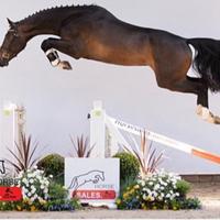 Cavallo salto ostacoli