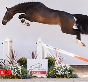 Cavallo salto ostacoli