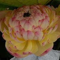 fior di loto charming lips