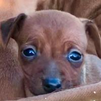 Pinscher cuccioli nano toy e toy marroni