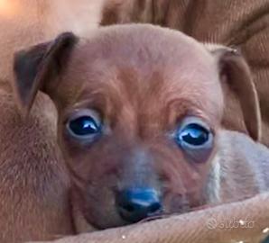 Pinscher cuccioli nano toy e toy marroni