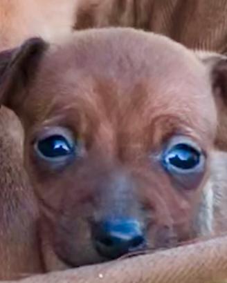 Pinscher cuccioli nano toy e toy marroni