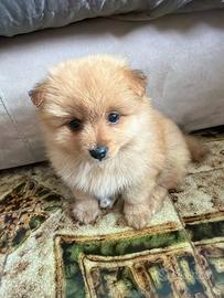 Volpino di Pomerania spiz