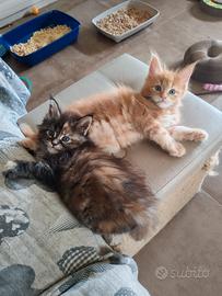 Cucciola di Maine coon