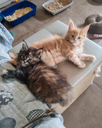 Cucciola di Maine coon