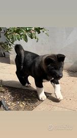 Cucciola Akita americano