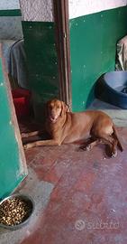 Lola 5 anni