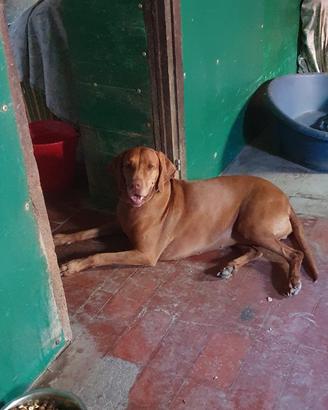 Lola 5 anni