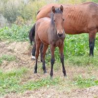 Puledro quarter horse