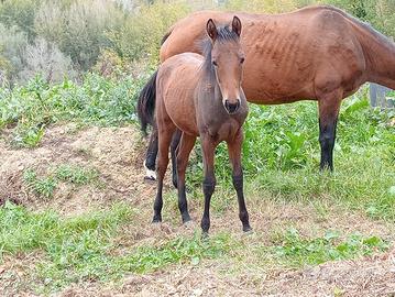 Puledro quarter horse