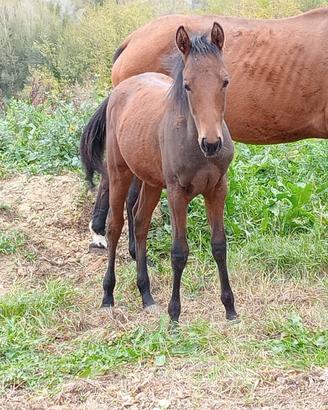 Puledro quarter horse