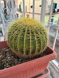 Echinocactus grusonii (cuscino della suocera)