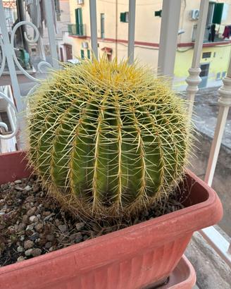 Echinocactus grusonii (cuscino della suocera)