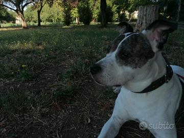 Adozione kira 12 anni