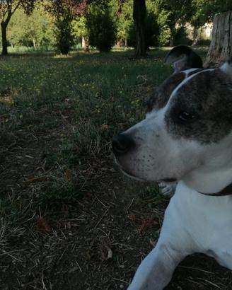 Adozione kira 12 anni