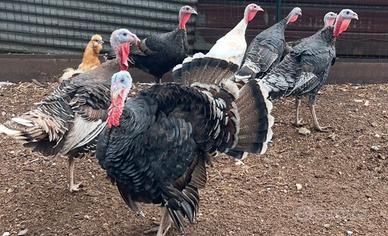 Avicoli pavoni tacchini e galline