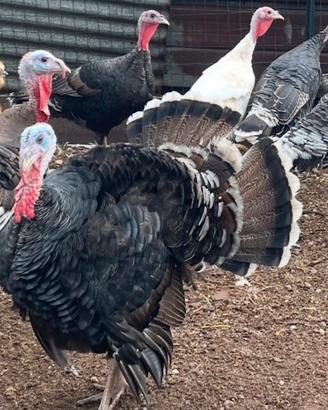Avicoli pavoni tacchini e galline