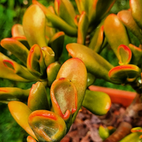 Crassula red horn tree piante grasse