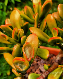 Crassula red horn tree piante grasse